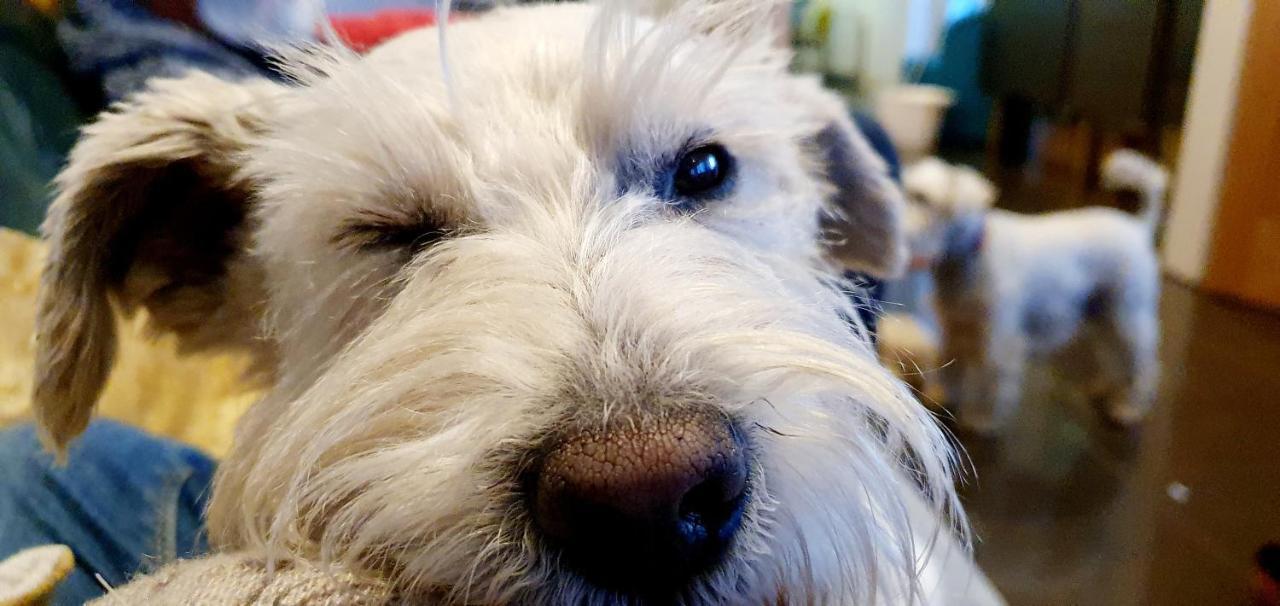 The Sleeping Dog Room At The Grumpy Schnauzer Bnb Huge Room, Luxe Suite, Private Hot Tub, Breakfast, Gym, Games Room, Farm Stay, Amazing Airdrie Eksteriør bilde